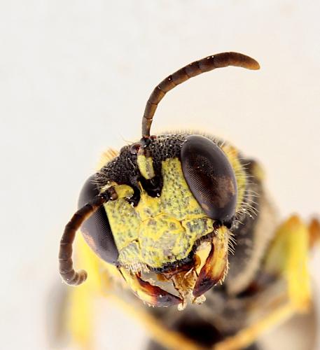 Réf. 349 314 : Cerceris rybyensis